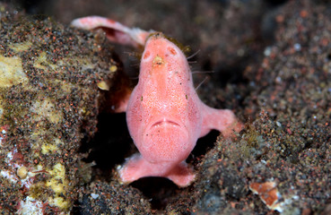 Amazing underwater world - Painted frogfish - Antennarius pictus. Tulamben, Bali, Indonesia.