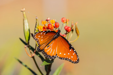 Selective focus on Monarch Butterfly on Milk Weed with wings spread
