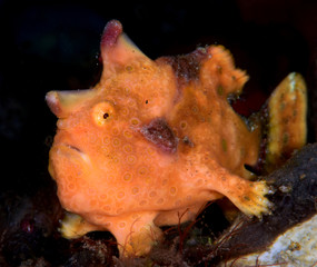 Amazing underwater world - Painted frogfish - Antennarius pictus. Tulamben, Bali, Indonesia.