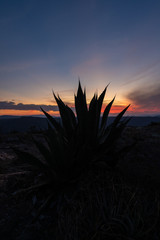 Agave en el atardecer