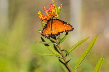 Milkweed being used by Monarch Butterfly on its southern migration through Central Texas to Mexico.