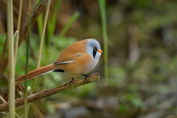 Bearded Tit - Panurus biarmicus, beautiful small perching bird from European reeds, Hortobagy National Park, Hungary.