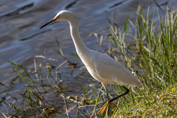White bird chasing preys in the pond
