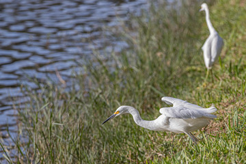 White bird ready to take off