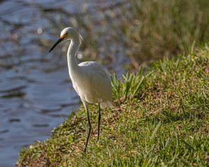 Fototapeta premium White bird hanging around the pond