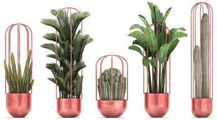Ornamental plants in copper pots, cactus, palm, banana