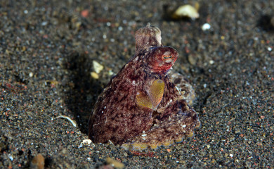 Amazing underwater world - Coconut Octopus. Diving, macro photography, night dive. Tulamben, Bali, Indonesia.