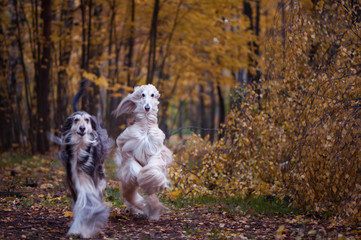 Dogs, two beautiful Afghan hounds, running along the autumn path, walking. Beauty dog ​​in motion