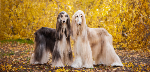 Two dogs, beautiful Afghan greyhounds, full-length portrait, against the background of the autumn...