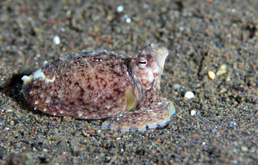 Amazing underwater world - Coconut Octopus. Diving, macro photography, night dive. Tulamben, Bali, Indonesia.