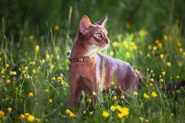 Abyssinian cat collar, close-up portrait, walks along the lawn with flowers