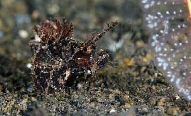 Amasing underwater world - Ambon Scorpionﬁsh (Pteroidichthys amboinensis). Night diving, macro photography. Tulamben, Bali, Indonesia.
