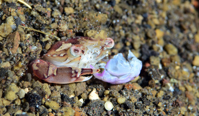 Underwater world - a small crab is eating a shell. Night diving, macro photography. Tulamben, Bali, Indonesia.