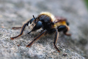Wierzchołówka żółtowłosa (Laphria flava) © Tomasz
