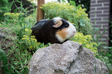 Black guinea pig in yellow flower