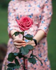 Young woman in a pink dress holding little pink rose in her hands. Close-up