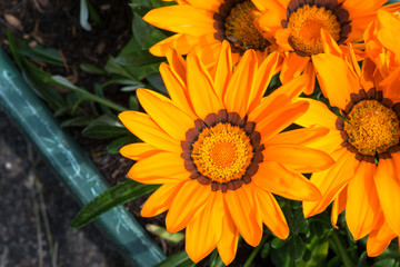Detailed image of colorful yellow to orange Gazania rigens (treasure flower) in a garden