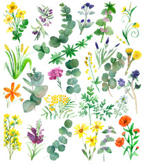 Watercolor hand painted nature set with yellow, orange, violet and blue medicinal flowers and green eucalyptus and herbs branches and leaves collection isolated on white background