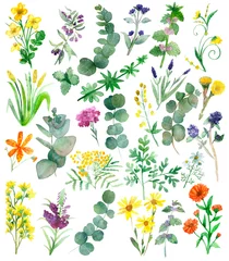 Foto op Plexiglas anti-reflex Watercolor hand painted nature set with yellow, orange, violet and blue medicinal flowers and green eucalyptus and herbs branches and leaves collection isolated on white background © Natalia