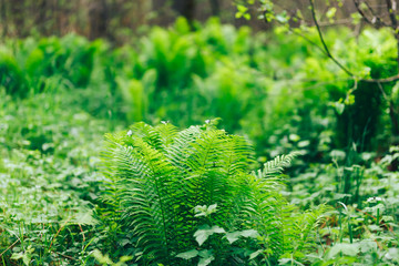Beautyful ferns leaves green foliage natural floral fern background in sunlight