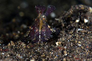 Underwater world - black ugly frogfish. Night diving, macro photography. Tulamben, Bali, Indonesia.