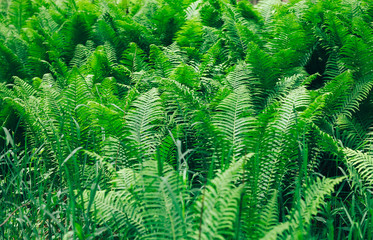 Beautyful ferns leaves green foliage natural floral fern background in sunlight