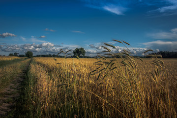 Summer field