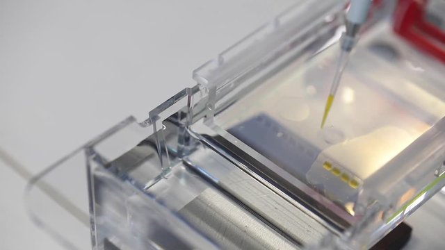 Gel animpfen Gelelekreophorese Labor Experimente Wissenschaft
