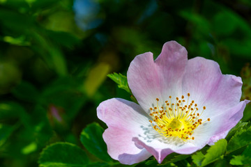 Beautiful blooming wild rose bush  in spring. (dog rose, Rosa canina).  Spring natural Background . Nature concept for design. Close Up. Shallow depth. Greeting card background. Horizontal background.