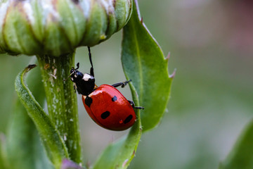 Biedronka siedmiokropka (Coccinella septempunctata)  © Tomasz