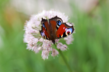 .A butterfly peacock sits on a flower of onions on a green background.