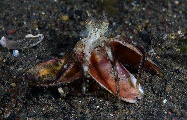 Amazing underwater world - Coconut Octopus. Diving, macro photography, night dive. Tulamben, Bali, Indonesia.