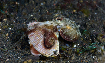 Amazing underwater world - Coconut Octopus. Diving, macro photography, night dive. Tulamben, Bali, Indonesia.
