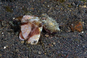 Amazing underwater world - Coconut Octopus. Diving, macro photography, night dive. Tulamben, Bali, Indonesia.
