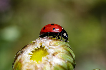 Biedronka siedmiokropka (Coccinella septempunctata) © Tomasz