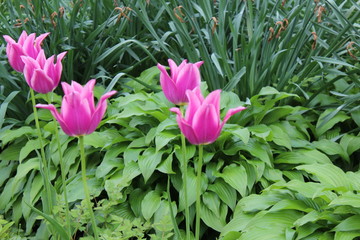 Fototapeta premium flowers