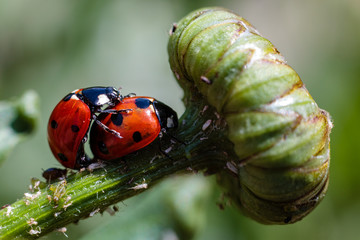 Biedronka siedmiokropka (Coccinella septempunctata) © Tomasz