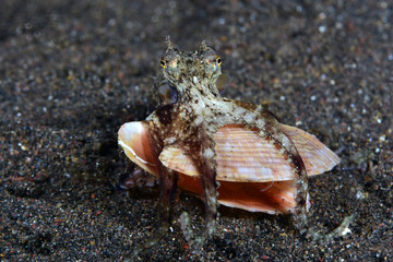 Amazing underwater world - Coconut Octopus. Diving, macro photography, night dive. Tulamben, Bali, Indonesia.