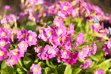 Obraz na płótnie Canvas Pink primrose or primula in the spring garden with spray of water. Blurred motion of water spray with deep bokeh