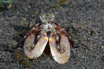 Amazing underwater world - Coconut Octopus. Diving, macro photography, night dive. Tulamben, Bali, Indonesia.