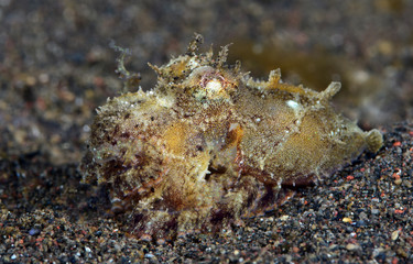 Amazing underwater world - Coconut Octopus. Diving, macro photography, night dive. Tulamben, Bali, Indonesia.