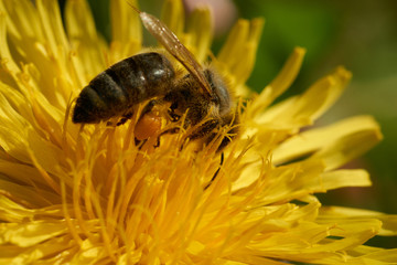 Biene und Blüten