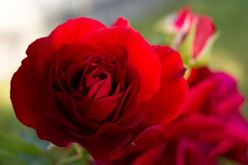 Red garden roses, close up.