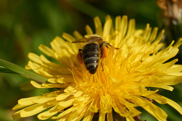 Biene und Blüten