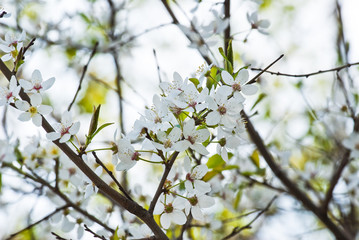 Flowering pear tree in spring (Pyrus)