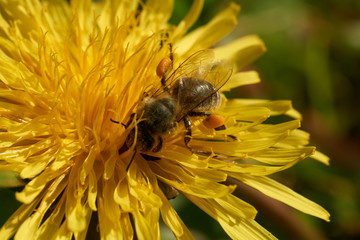 Biene und Blüten