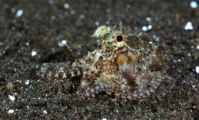 Amazing underwater world - Coconut Octopus. Diving, macro photography, night dive. Tulamben, Bali, Indonesia.
