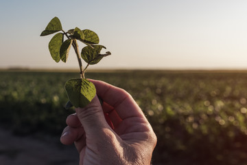 Farm worker controlling soybean plant growth