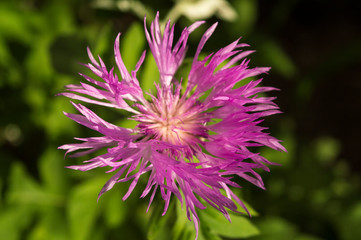 Purple meadow flower of Brown Knapweed or Centaurea jacea macro, selective soft focus on natural...