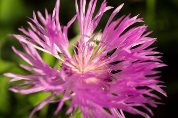 Purple meadow flower of Brown Knapweed or Centaurea jacea macro, selective soft focus on natural...